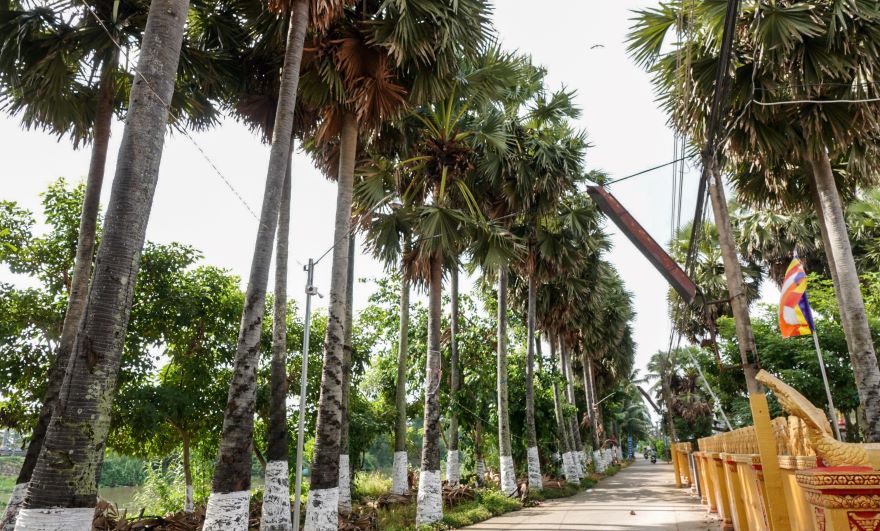 Lối đi dẫn vào chùa 2 bên đường cũng được trồng thốt nốt tạo nên mảng xanh mát, độc đáo.