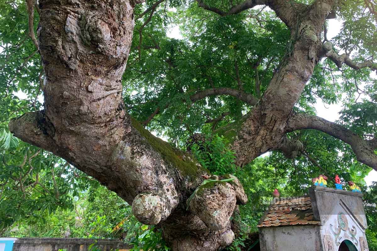 Theo các cụ cao niên trong làng truyền lại cây Trôm cổ thụ này đã có từ nhiều đời nay, cây khoảng nghìn năm tuổi nhưng không cằn cỗi mà luôn xanh tốt.